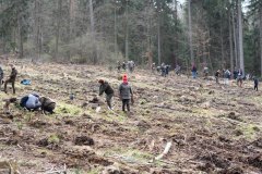 akcja-sadzenia-drzew-w-powiecie-lwoweckim-15