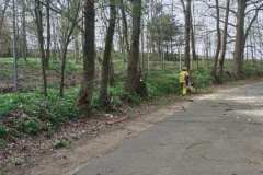 drzewo-spadlo-na-samochod-5