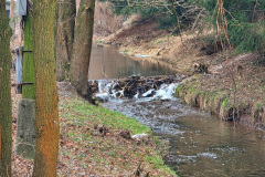 ekspansja-bobra-europejskiego-statystyki-liczebnosc-1