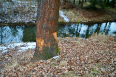 ekspansja-bobra-europejskiego-statystyki-liczebnosc-4