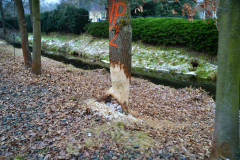 ekspansja-bobra-europejskiego-statystyki-liczebnosc-5