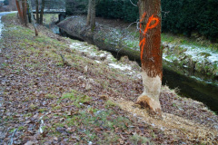 ekspansja-bobra-europejskiego-statystyki-liczebnosc-7