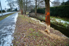 ekspansja-bobra-europejskiego-statystyki-liczebnosc-8