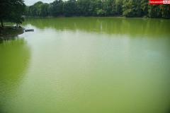 Jezioro-Zlotnickie-sinice-i-zielenice-zakwit-wody-04