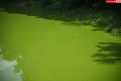 Jezioro-Zlotnickie-sinice-i-zielenice-zakwit-wody-10