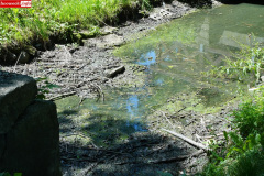 park-miejski-w-Lwowku-Slaskim-staw-07