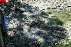 park-miejski-w-Lwowku-Slaskim-staw-08
