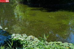park-miejski-w-Lwowku-Slaskim-staw-11