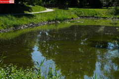park-miejski-w-Lwowku-Slaskim-staw-12