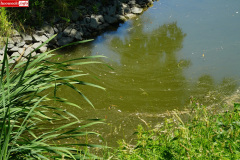 park-miejski-w-Lwowku-Slaskim-staw-16