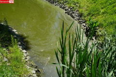 park-miejski-w-Lwowku-Slaskim-staw-17