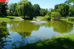 park-miejski-w-Lwowku-Slaskim-staw-18