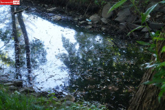 park-miejski-w-Lwowku-Slaskim-staw-19