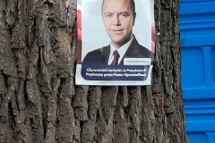 dab-pokoju-Wlen-pomnik-przyrody-3