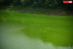 Jezioro-Pilchowickie-sinice-zielona-woda-2023-17