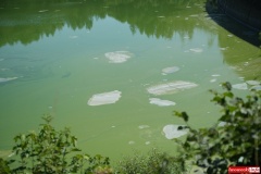 sinice-zielona-woda-jezioro-pilchowickie-04