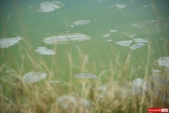 sinice-zielona-woda-jezioro-pilchowickie-06