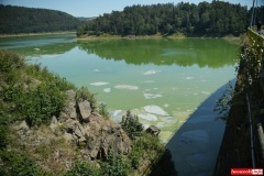 sinice-zielona-woda-jezioro-pilchowickie-07