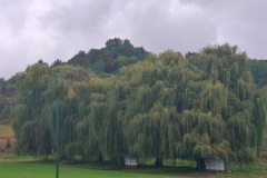 wierzby-placzace-stadion-drzewa-3