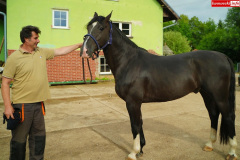 hodowla-koni-w-Plawnej-Doroty-Szorc-3