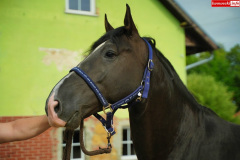 hodowla-koni-w-Plawnej-Doroty-Szorc-4
