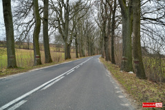 wycinka-drzew-przy-drodze-wojewodzkiej-01