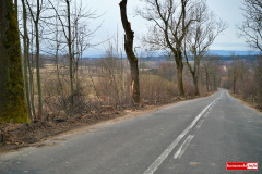 wycinka-drzew-przy-drodze-wojewodzkiej-02