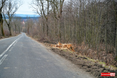 wycinka-drzew-przy-drodze-wojewodzkiej-03