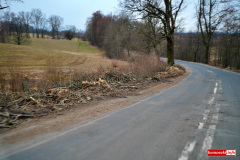 wycinka-drzew-przy-drodze-wojewodzkiej-05