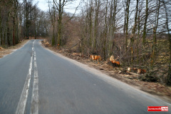 wycinka-drzew-przy-drodze-wojewodzkiej-06