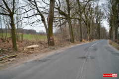 wycinka-drzew-przy-drodze-wojewodzkiej-08