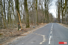 wycinka-drzew-przy-drodze-wojewodzkiej-10