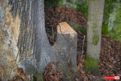 wycinka-drzew-w-rezerwacie-przyrody-Gora-Zamkowa-13