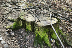 zaniedbany-park-miejski-w-Lwowku-Slaskim-07
