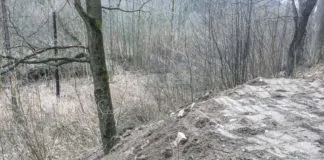 Dalej sypią w Modrzewiu