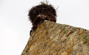 Czy do Soboty wrócą bociany? Pilnie potrzebna pomoc