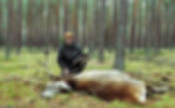 Myśliwi wychodzą na polowania. Sprawdź gdzie i kiedy