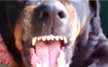 Psy rozszarpały człowieka