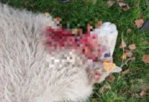 Wykroty: Wilki zagryzły 7 owiec. Właściciele usłyszeli, że odszkodowania nie dostaną