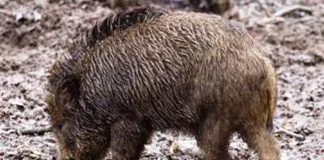 Łącznie w powiecie lwóweckim mają odstrzelić 616 dzików