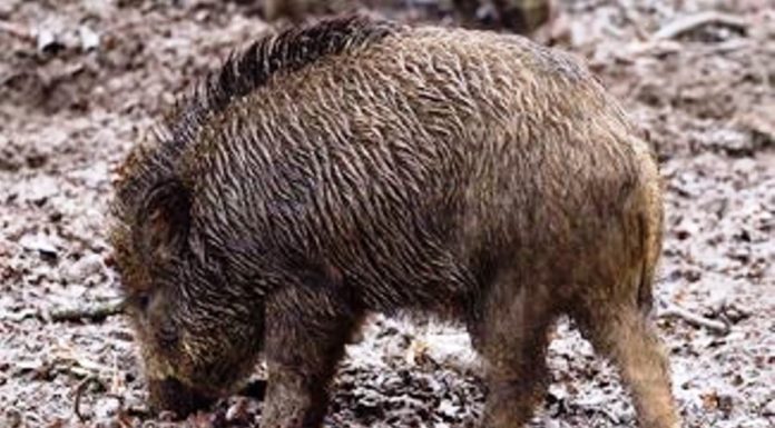 Zobacz, jak dzik pogonił wilka