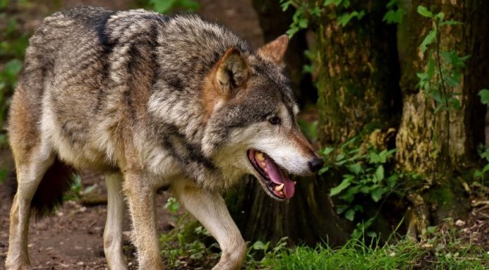 Wataha wilków widziana przy głównej drodze. Powiadomiono policję