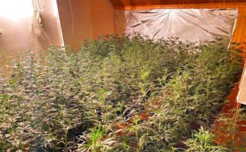 37 kg narkotyków nie trafi do sprzedaży