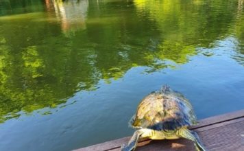 Porzucony żółw znalazł nowy dom. Niecodzienna interwencja policji