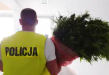 Mieszkaniec powiatu lwóweckiego uprawiał ziele i produkował marihuanę