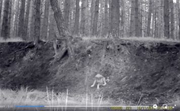 Wideo. Uroczy wilczek bawi się w lesie