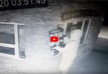 Wideo. Złodzieju oddaj, co ukradłeś, zanim do drzwi zapuka policja