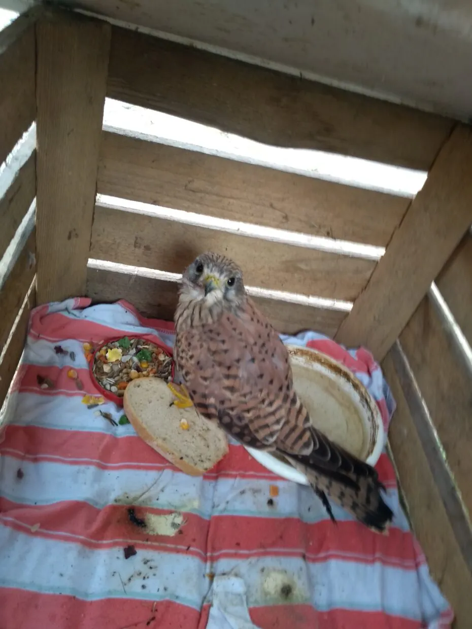 Uratowali ranną pustułkę 2 ranna pustułka 2