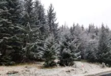 Pada śnieg