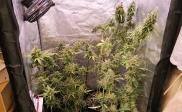 Policjanci zabezpieczyli 350 porcji marihuany oraz krzaki konopi indyjskich